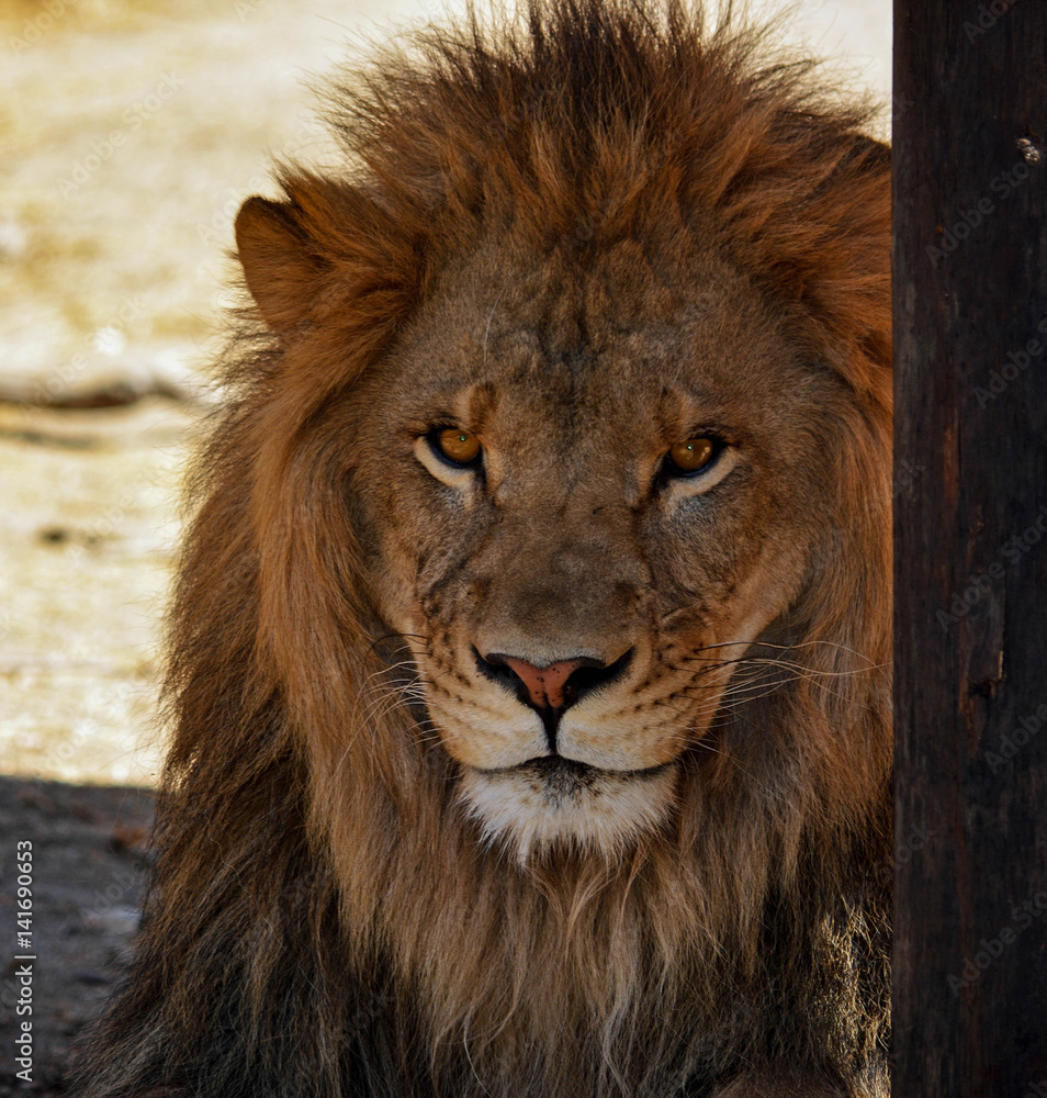 Lion King of Beasts Portrait Head Shot