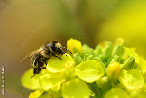 Bee on the yellow flower