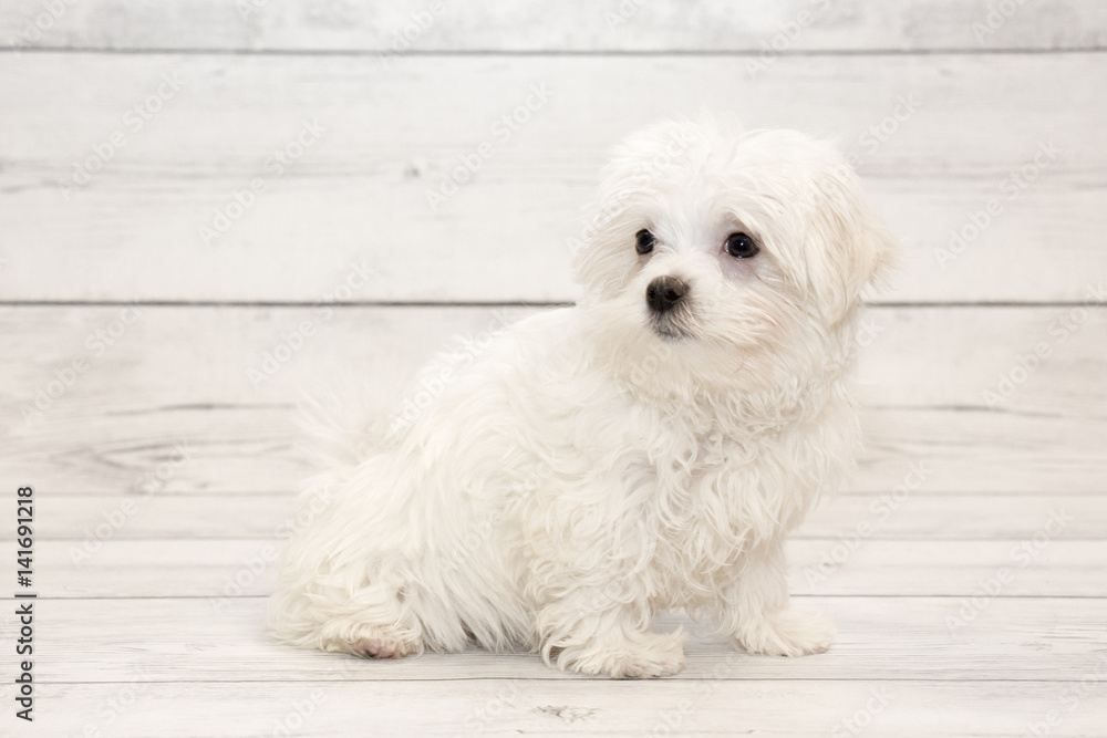 Maltese puppy on white wooden backdrop
