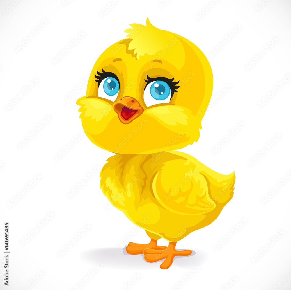 Cute baby chick isolated on a white background