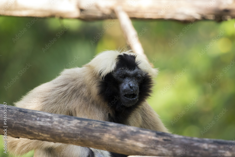 Fototapeta premium Image of a gibbon on nature background. Wild animals.