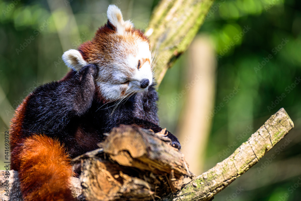 Obraz premium Little Panda scratching his head