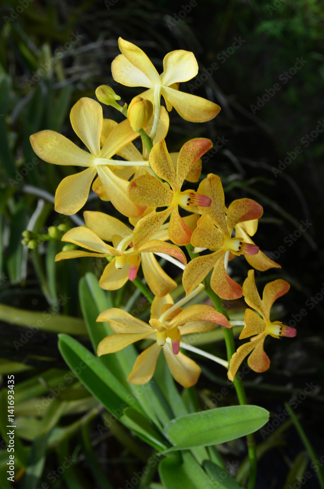 Fototapeta premium Yellow orchid flower
