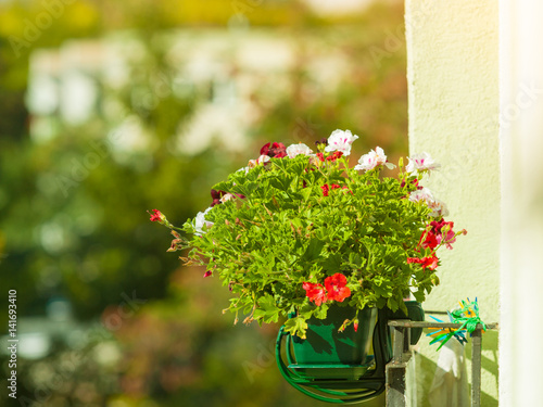 Decorative balcony flowers in pots with hanger