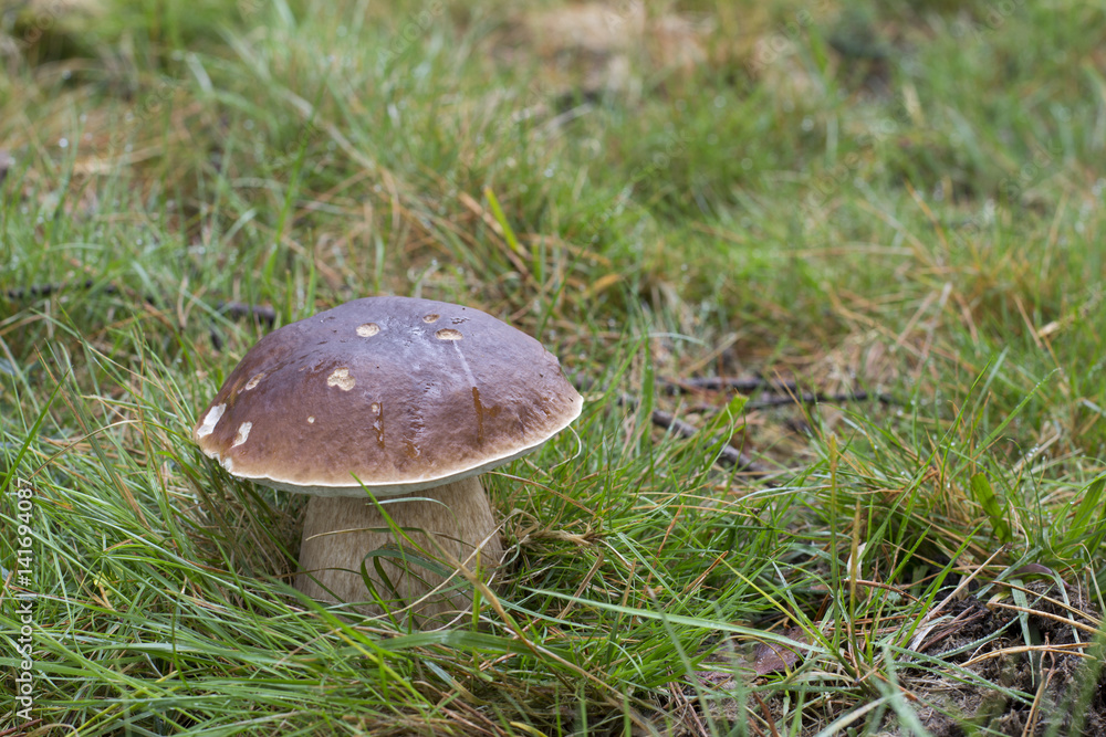 Mushroom Mushroom