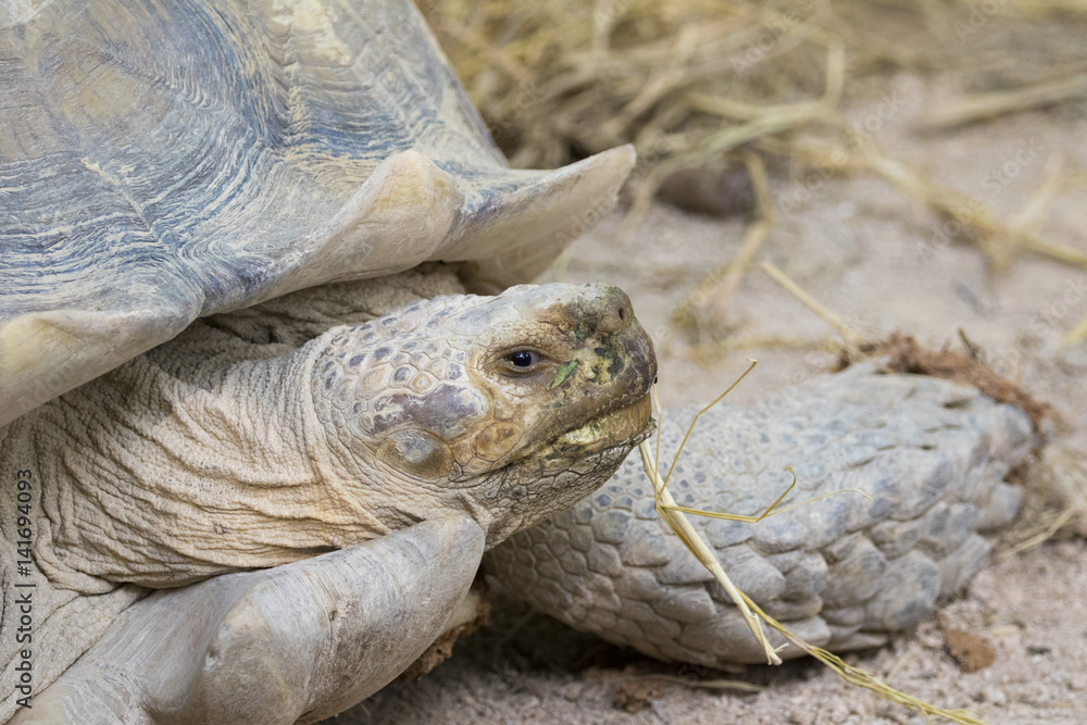 Obraz premium Image of a turtle on the ground. (Geochelone sulcata) Reptile.
