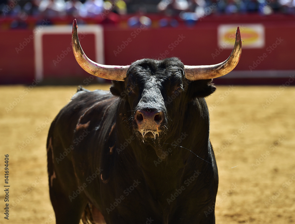 toro toro