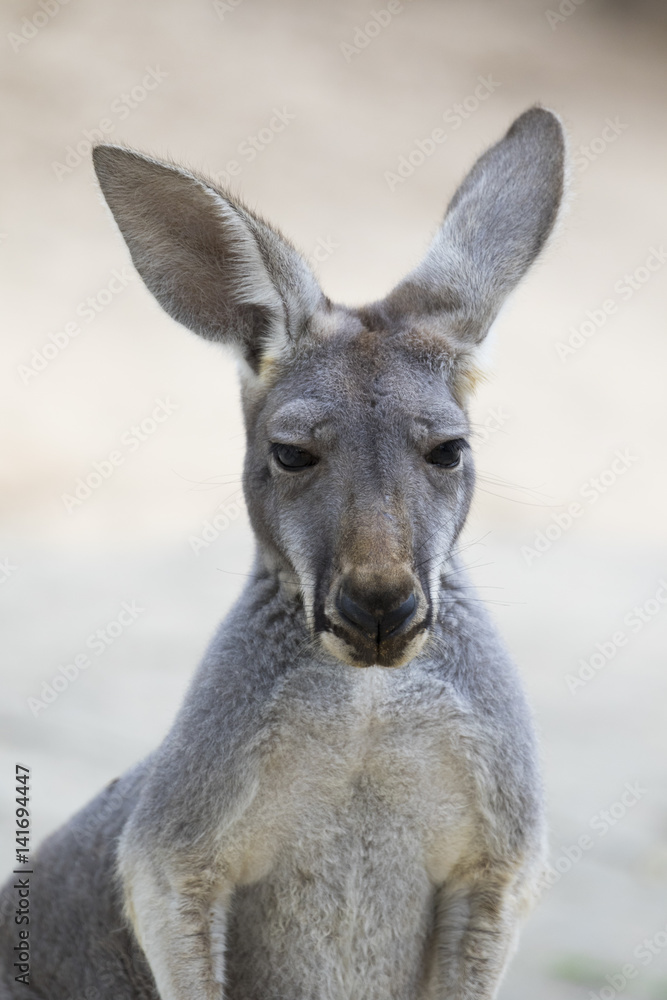 Image of a kangaroo on nature background. Wild Animals. Image of a kangaroo on nature background. Wild Animals.