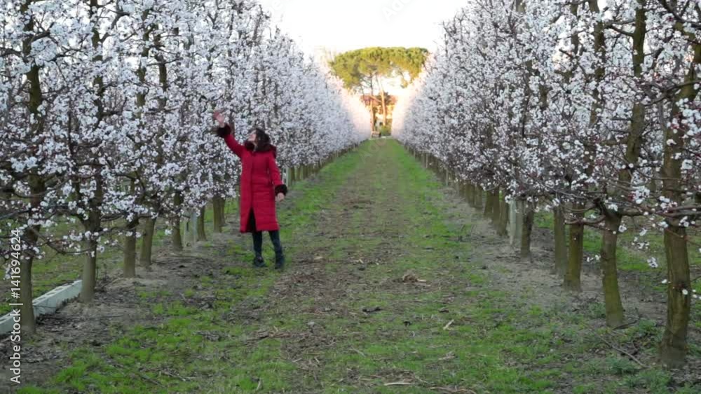 happy mature woman walking between rows of fruit trees in bloom in late winter happy mature woman walking between rows of fruit trees in bloom in late winter