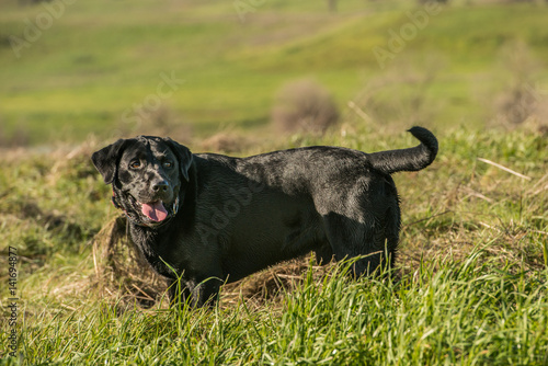 Labrador