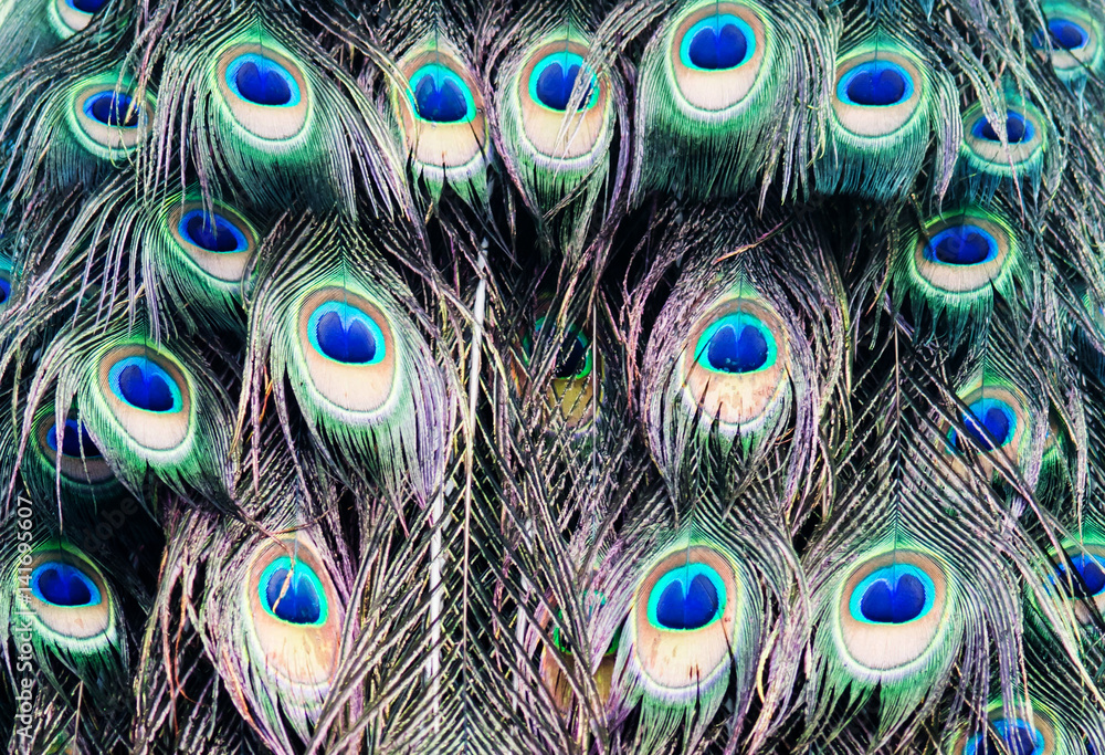Fototapeta premium close-up peacock feathers