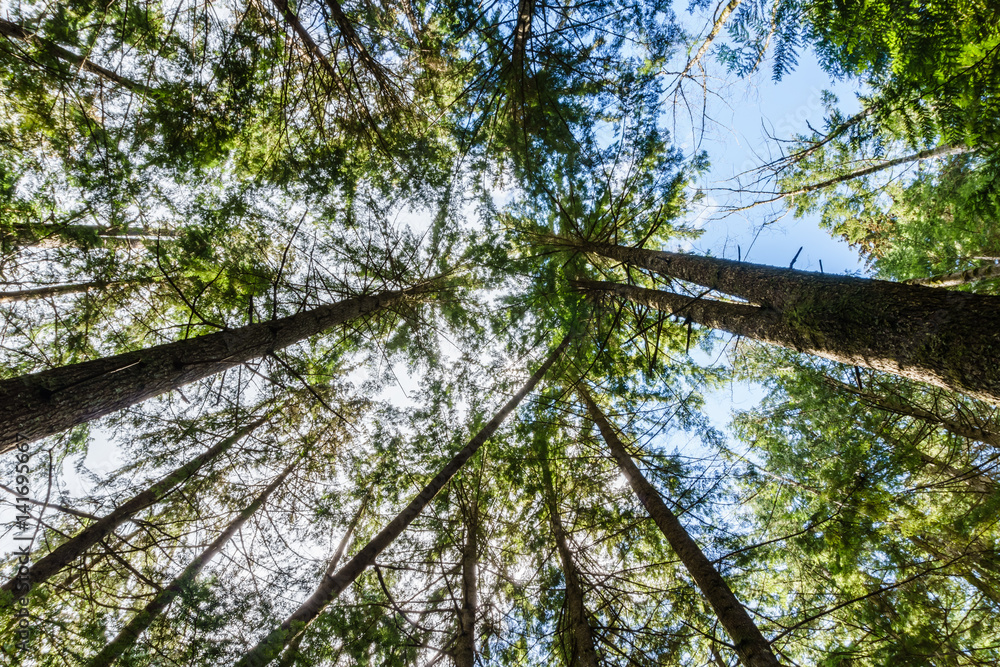 Fototapeta premium Tree tops are illuminated by the spring sun against sky