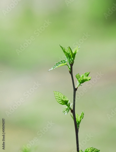 spring bud on tree twig