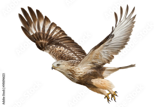 Valokuvatapetti Hawk flying hand draw and paint color on white background vector illustration