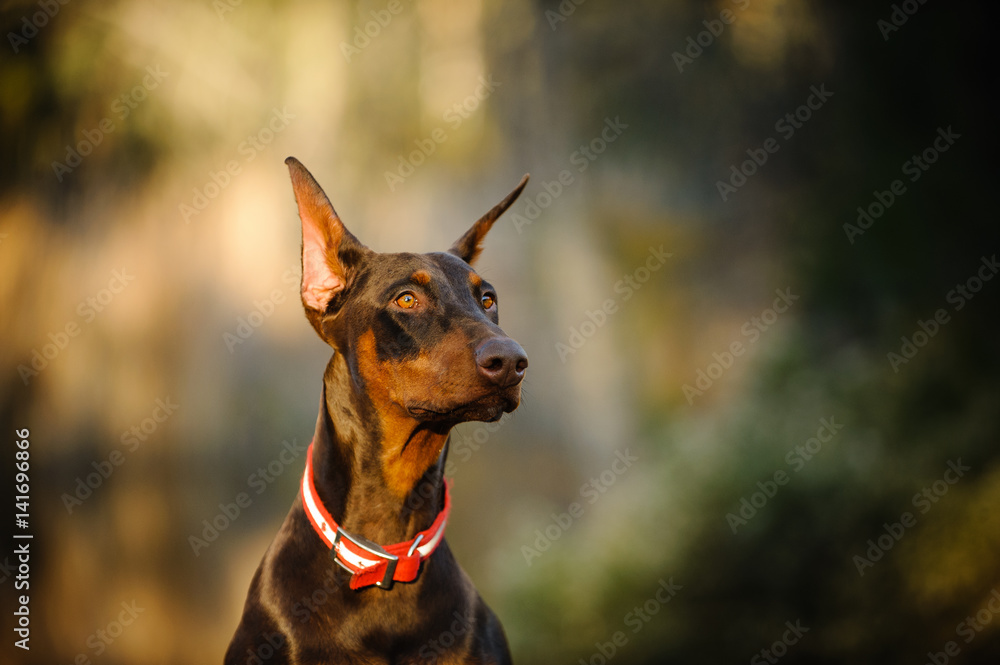 Red and tan Doberman Pinscher dog portrait against natural background