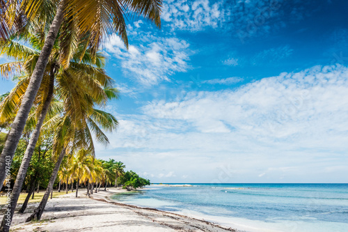 caribbean sea and palms