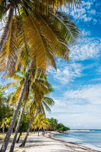 caribbean sea and palms © _italo_