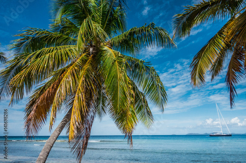 Fototapeta Naklejka Na Ścianę i Meble -  caribbean sea and palms