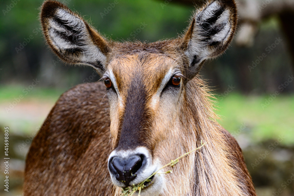 Waterbuck (Kobus ellipsiprymnus) Close-up of face with grassland background. Waterbuck (Kobus ellipsiprymnus) Close-up of face with grassland background.