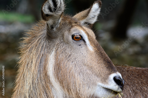 Waterbuck (Kobus ellipsiprymnus) Close-up of face with grassland background.
