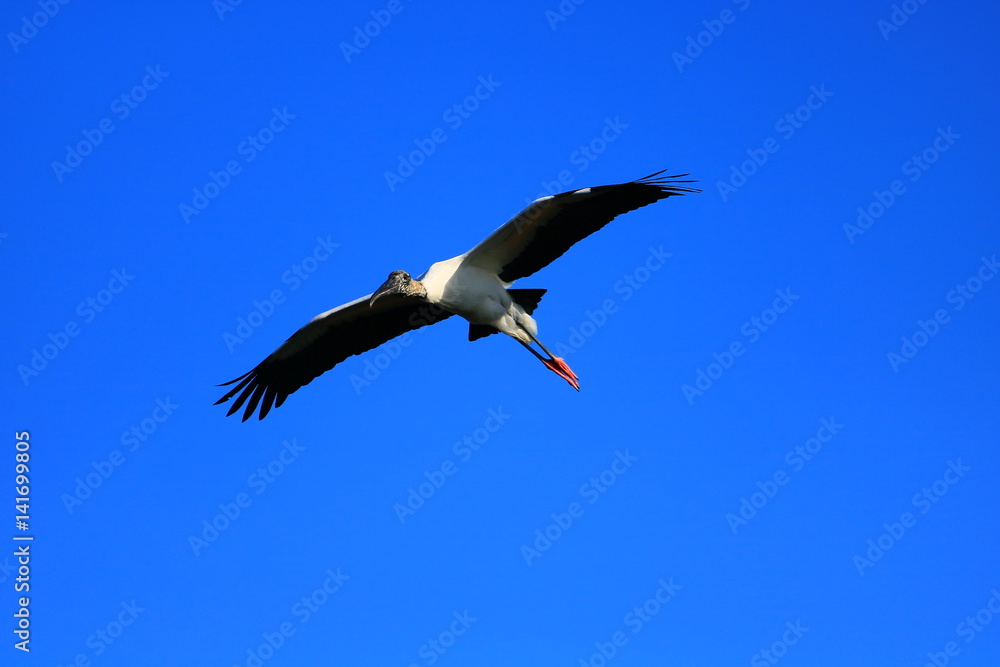 Wood Stork