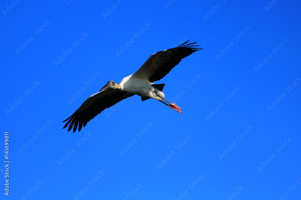 Obraz premium Wood Stork