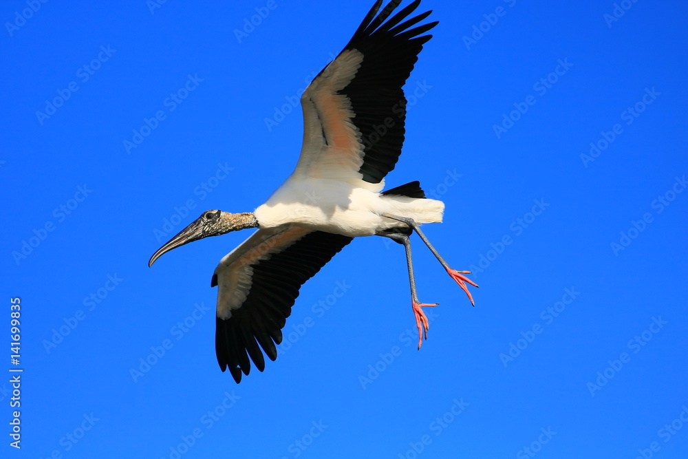 Obraz premium Wood Stork