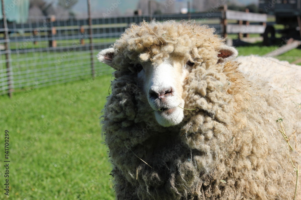 Close up of sheep looking at camera
