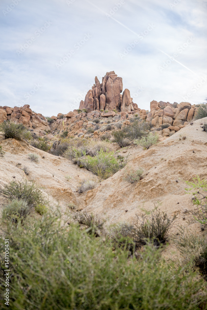 Joshua Tree Joshua Tree