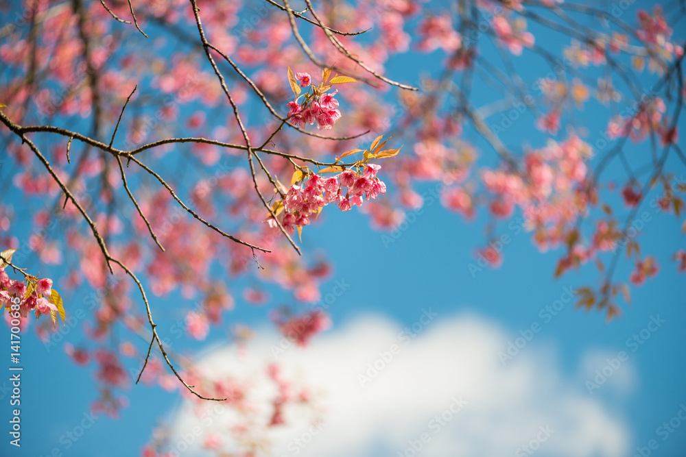 Wild Himalayan Cherry with blue sky and cloud background Wild Himalayan Cherry with blue sky and cloud background