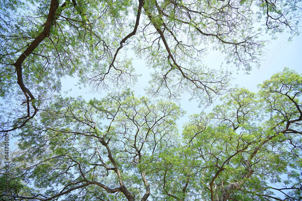 Fototapeta premium Tree