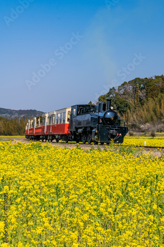 トロッコ列車と菜の花