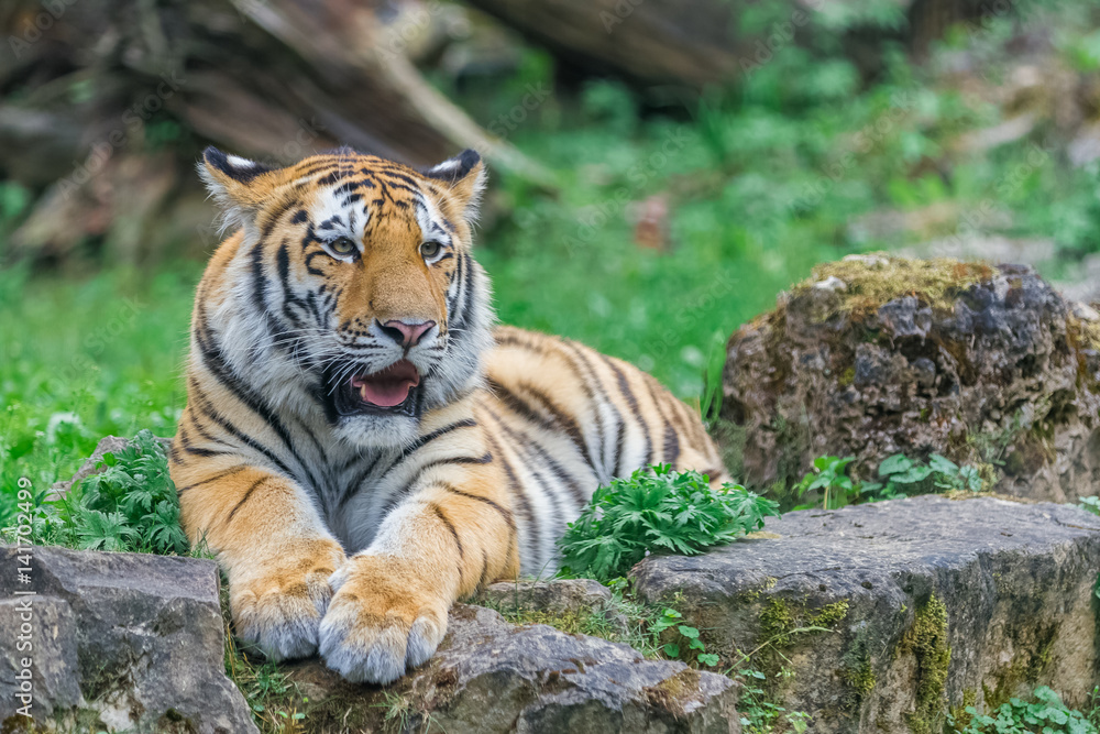 Obraz premium Young bengal tiger lying on the grass and shows his paws