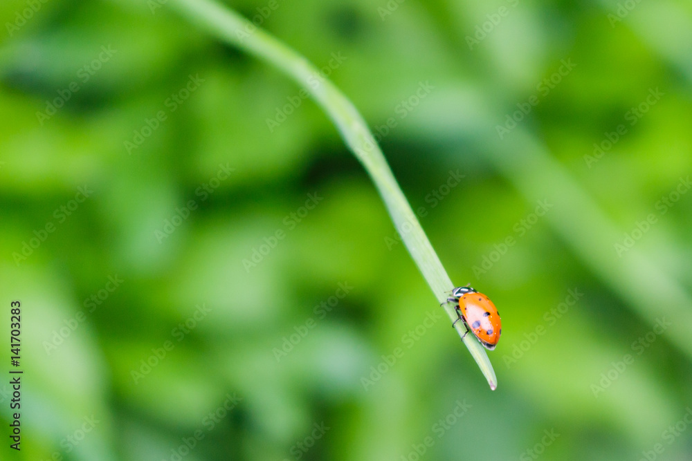 Fototapeta premium A ladybug climbing on a chive stalk