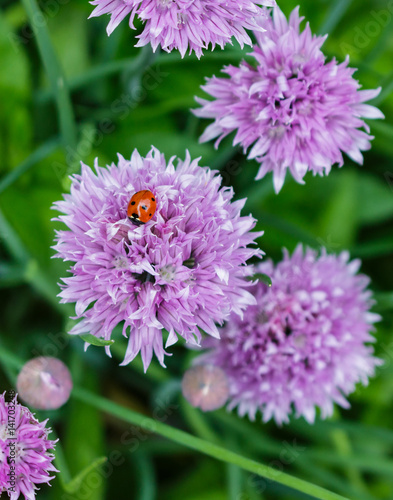 A ladybug on a lavender chive flower.