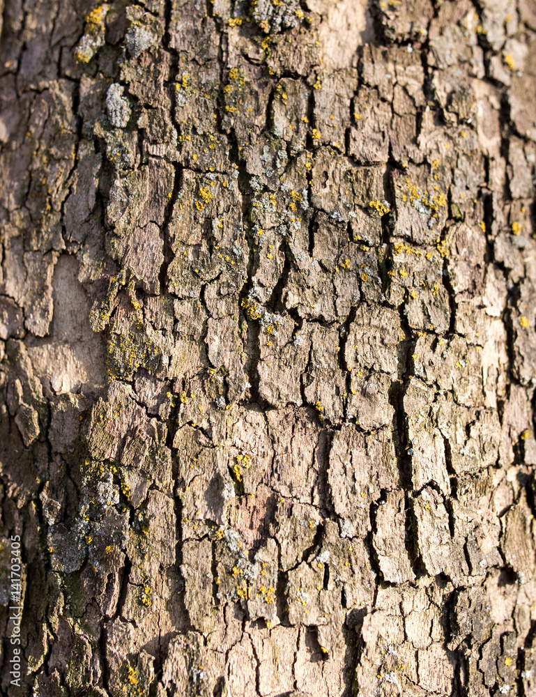 Tree bark poplar on nature Tree bark poplar on nature