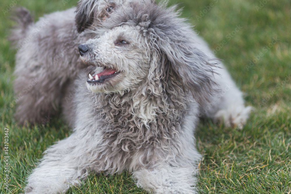 Happy pet dogs playing on Grass in a park. Happy pet dogs playing on Grass in a park.