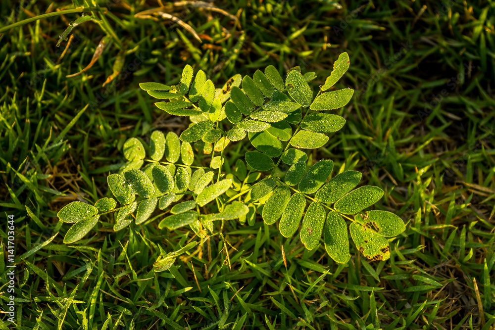 Dew on leafs