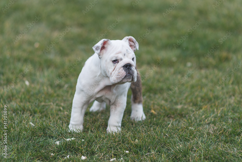 Happy pet dogs playing on Grass in a park.