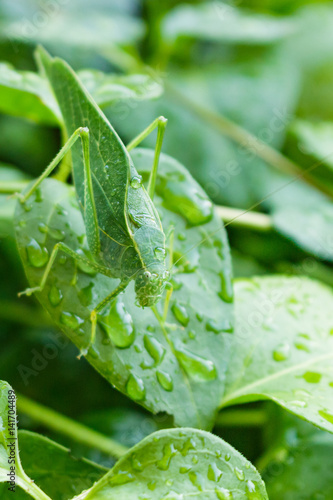 A Katydid leaf bug camouflaged on a vinca leaf