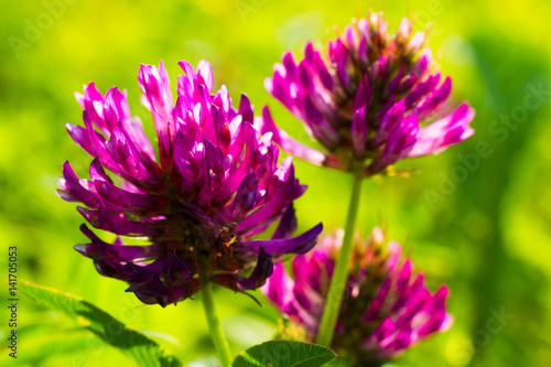 Red clover flowers on a background of green grass sunny summer day.