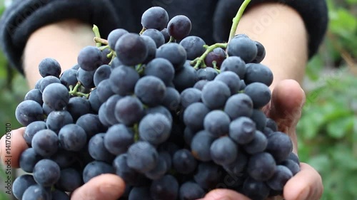 Vintner Gives A Fresh Crop Of Grapes