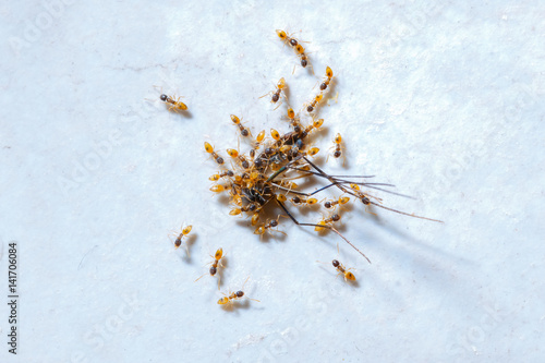 Ants eating mosquito, on white background