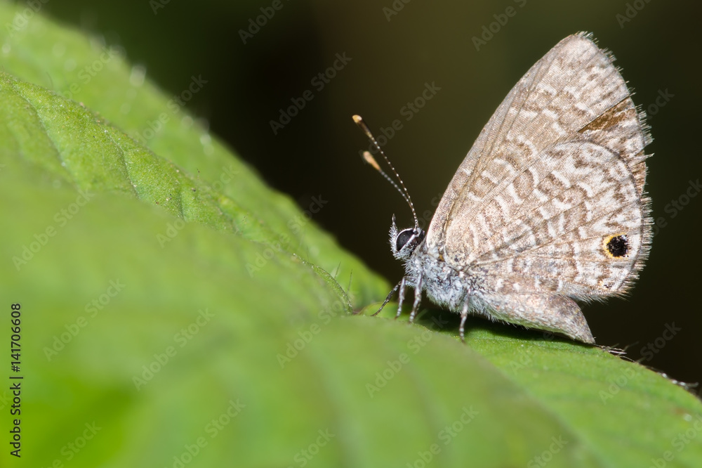 Tail less line blue butterfly perched on a green leaf Tail less line blue butterfly perched on a green leaf