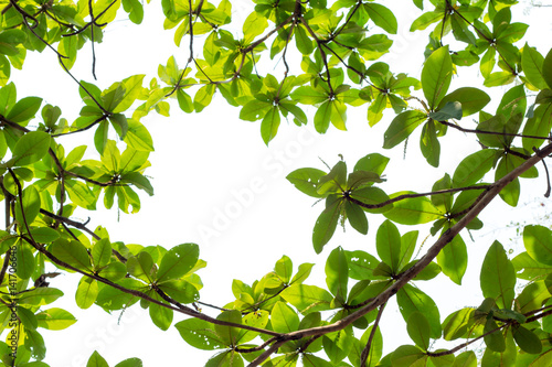 Green young leaves border on white background with copy space