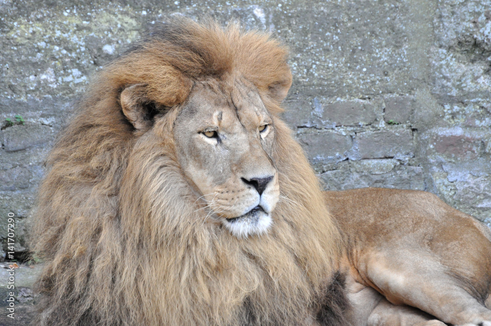 The face portrait of a calm lion. The most dangerous and mighty predator of the world. The face portrait of a calm lion. The most dangerous and mighty predator of the world.