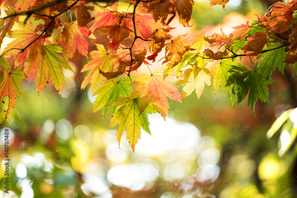 beautiful golden leaves in public park