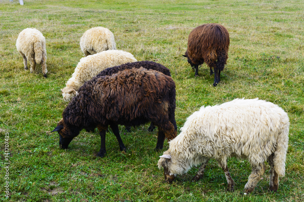 Sheep - this is a domesticated form of wild mountain sheep Sheep - this is a domesticated form of wild mountain sheep