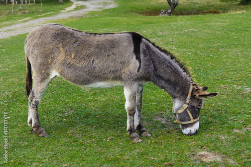 Donkey - plain, unassuming and very stubborn animals.