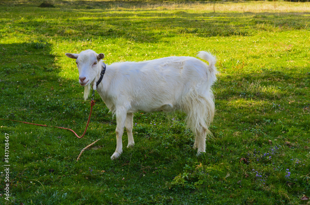 Obraz premium Goat is the oldest pet. Suppliers of valuable raw materials - fluff, hair, skin, milk products